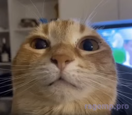 1781385569253.png