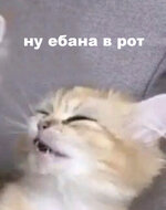 7bf447b96869aa6c06e2f24697ee3625.jpg