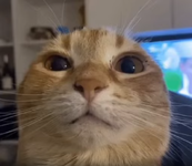 1781385569253.png