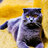 Matthew_designer